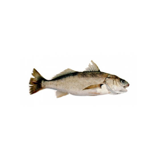 Dhotar Machli Fish 2 kg (Next Day Delivery) (Ahmed Foods)